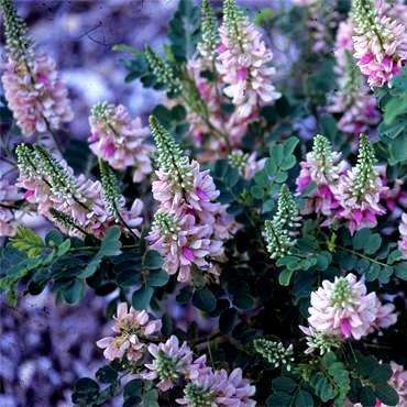 Indigofera frutescens Tree Seeds - Indigenous Evergreen