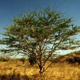 10 Acacia senegal (Gum Arabic, Senegal Gum, Sudan Gum Arabic) Indigenous Tree Seeds