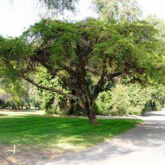 10 Acacia sieberiana var. woodii Seeds - Paperbark Thorn - Indigenous South African Native Tree