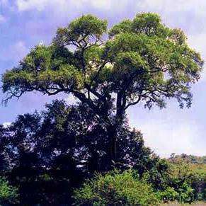 10 African Ebony or Jackal-berry Tree Seeds - Edible Fruit - Diospyros mespiliformis - Indigenous