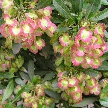 Dodonaea angustifolia Tree Seeds ~ Giant bush hop, Sand olive - Indigenous