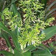 10 Dracaena aletriformis Seeds - Dragon Tree Family - Indigenous