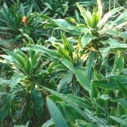 Dracaena aletriformis Seeds - Dragon Tree Family - Indigenous