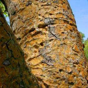Gyrocarpus americanus Seeds ~ Propeller tree