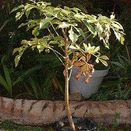 15 Cussonia natalensis Seeds ~ Rock Cabbage Tree Seeds - Indigenous Evergreen