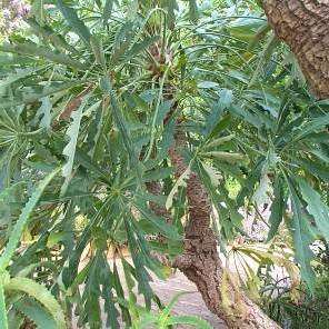 10 Cussonia paniculata Seeds - Mountain Cabbage - Evergreen Tree Seeds
