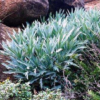 Cussonia paniculata Seeds ~ Mountain Cabbage Tree Seeds - Indigenous Evergreen