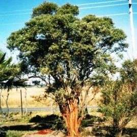 10 Buddleja saligna Tree Seeds - False Olive, Witolien - Indigenous