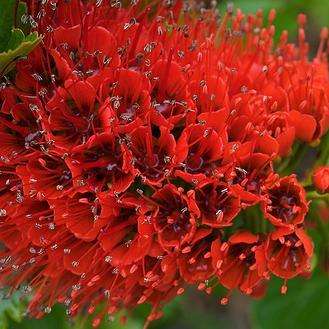Greyia sutherlandii, Natal Bottlebrush Tree Seeds - Indigenous - Flat Ship Rate