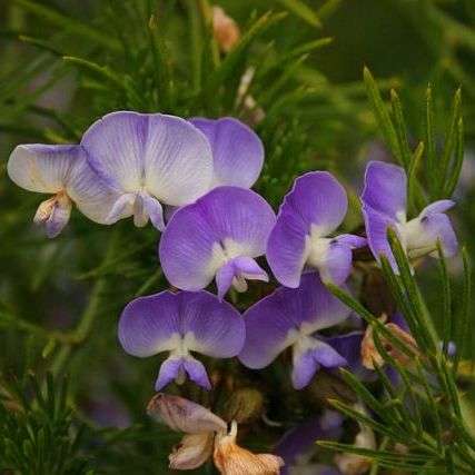20 Psoralea pinnata Tree Seeds ~ Fountain bush, Fonteinbos - Indigenous
