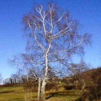 10 Betula pendula Tree Seeds~Silver Birch, European Weeping Birch, European White Birch