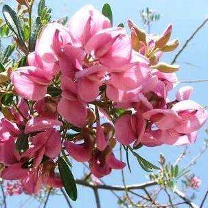 10 Virgilia oroboides Seeds ~ Blossom Tree, Keurboom - Indigenous