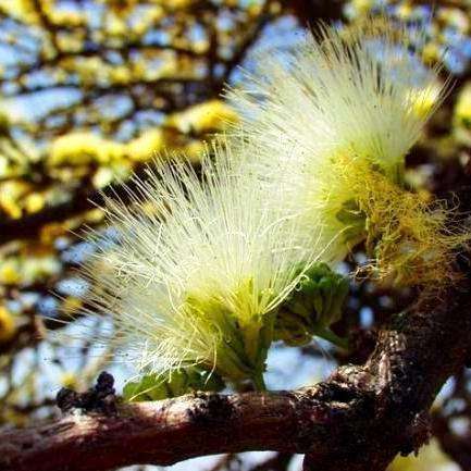 3 Albizia anthelmintica Tree Seeds ~ Kersieblombooom, Worm-cure Albizia - Indigenous