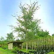 5 Faidherbia albida syn. Acacia albida Seeds - Ana Tree - South African Indigenous Psychoactive