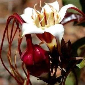 Strophanthus petersianus Seeds - Indigenous South African Tree Vine