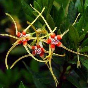 10 Strophanthus speciosus Tree Seeds - Indigenous