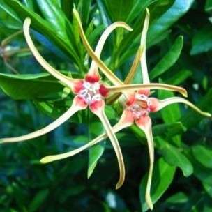 Strophanthus speciosus Indigenous Tree Seeds