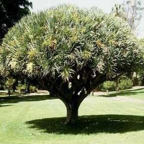 Dragon's Blood Tree Seeds - Dracaena draco - Evergreen