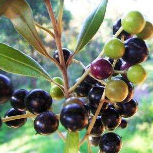 10 Olea europaea ssp. africana - European Olive - Buy Indigenous Tree Seeds in South Africa