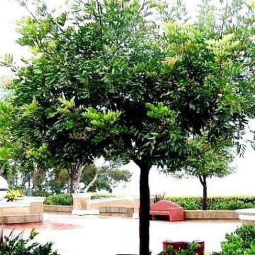 Carob - Ceratonia siliqua Tree Seeds - Chocolate Substitute - Edible