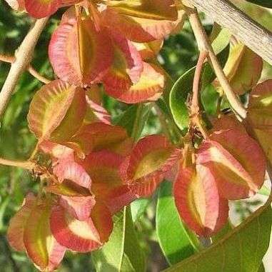 10 Combretum kraussii Tree Seeds - Forest Bushwillow - Indigenous