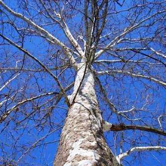 Platanus occidentalis Seeds - American Sycamore, American Plane Tree or Buttonwood Seeds