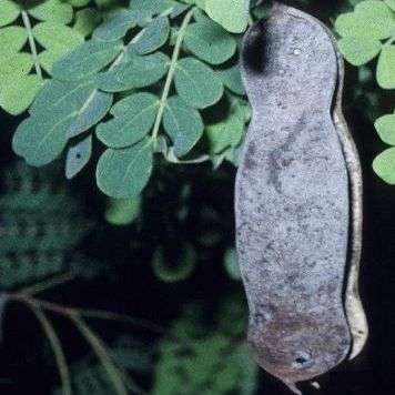 10 Acacia goetzei (Purple Pod Thorn of Perspeuldoring) Tree Seeds - Indigenous
