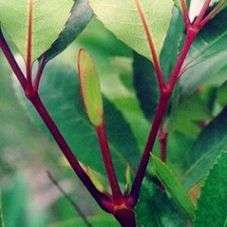 10 Cunonia capensis Seeds - Butterspoon Tree, Butterknife Tree or Red Alder