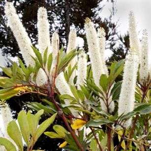 Cunonia capensis Seeds - Butterspoon Tree, Butterknife Tree or Red Alder - Indigenous