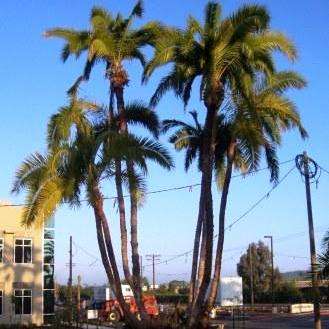 Phoenix reclinata Palm Tree Seeds ~ Wild Date Palm, Wilde Dadelboom - Indigenous Fruit