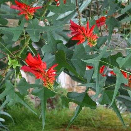 Erythrina humeana Seeds - Dwarf coral tree, Kleinkoraalboom or Natal Coral Tree - Indigenous