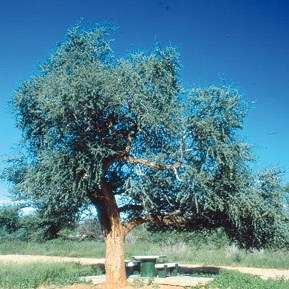 Boscia albitrunca Seeds - Witgatboom, Matoppie, or Shepherd's Tree - Indigenous Evergreen