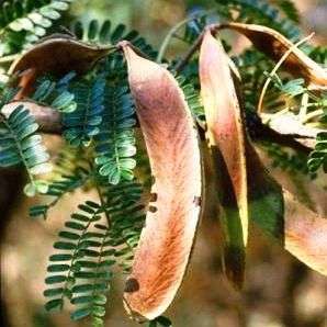10 Acacia robusta Seeds - Splendid Thorn Tree Seeds - Beautiful Hardy Indigenous