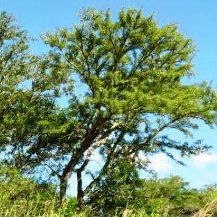 10 Acacia robusta Seeds - Splendid Thorn Tree Seeds - Beautiful Hardy Indigenous