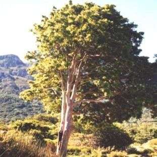 Khaya anthotheca Tree Seeds ~  Red Mahogany; Nyasaland Mahogany, East African Mahogany - Indigenous