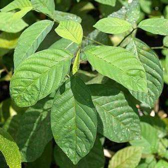 10 Berchemia discolor, Bird-plum or Brown Ivory Tree Seeds Fruit