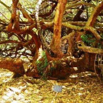 5 Searsia pendulina Tree Seeds ~ White Karee or Witkaree - Indigenous South African Tree Seeds