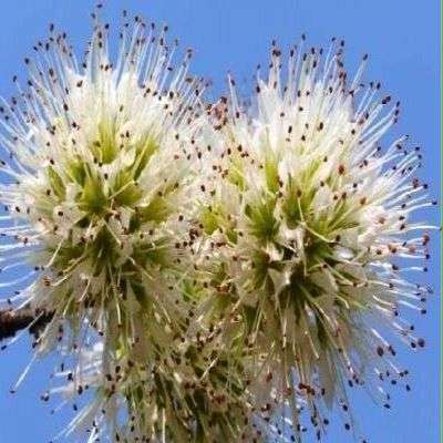 Combretum mossambicense, Knobbly Combretum Tree Seeds