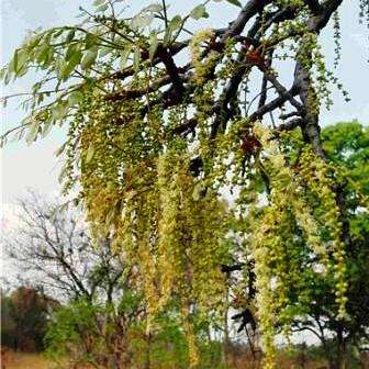 10 Burkea africana Tree Seeds ~ Wild Seringa - Indigenous