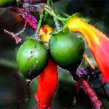 10 Tree Fuchsia, Notsung Seeds ~ Halleria lucida - Indigenous Fruit