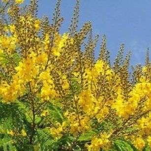 Peltophorum africanum Tree Seeds ~ African Wattle, Weeping wattle, Huilboom -Indigenous