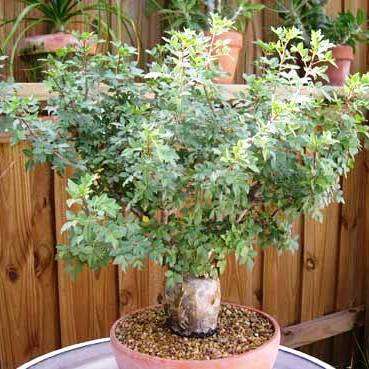 Bursera fagaroides - Elephant Tree Seeds - Fragrant Bursera