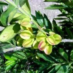 10 Combretum erythrophyllum Tree Seeds - River Bushwillow - Indigenous