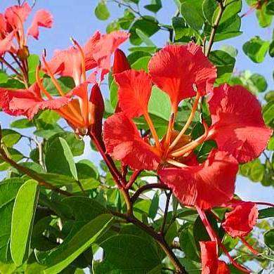10 Bauhinia galpinii (Pride of De Kaap) Tree Seeds - Indigenous
