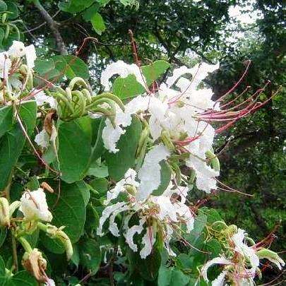 Bauhinia petersiana Indigenous Tree Seeds ~ Kalahari white bauhinia or Koffiebeesklou