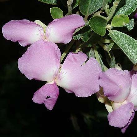 Sweetpea Bush seeds - Podalyria calyptrata Tree Seeds - Indigenous South African Tree