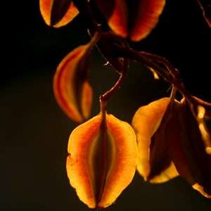 Combretum hereroense Tree Seeds ~ Russet Bushwillow - Indigenous