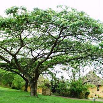 Albizia adianthifolia Tree Seeds ~ Flat-crown Albizia