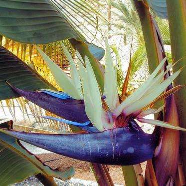 10 Strelitzia nicolai Seeds - White Bird of Paradise or Giant Bird of Paradise Tree - Indigenous