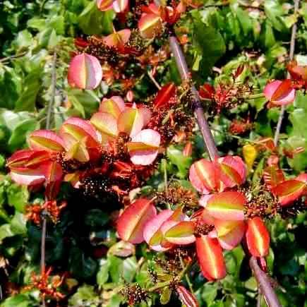 10 Combretum paniculatum Tree Seeds~Bushwillow, Flame creeper, Burning bush, Vlamklimop - Indigenous